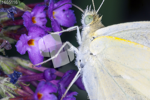 Image of butterfly resting on a leaf