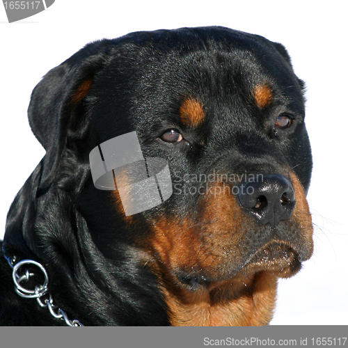 Image of rottweiler