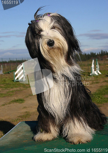 Image of bearded collie