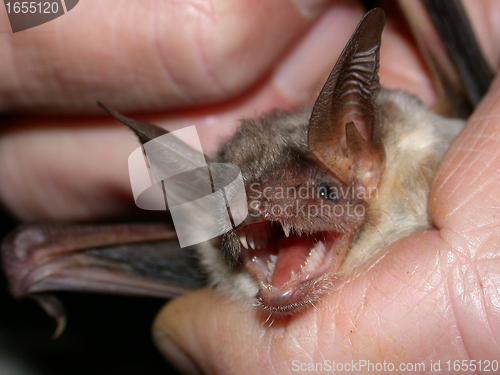 Image of Greater mouse-eared bat
