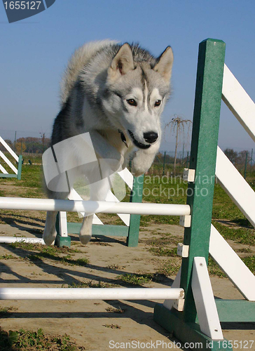 Image of jumping husky