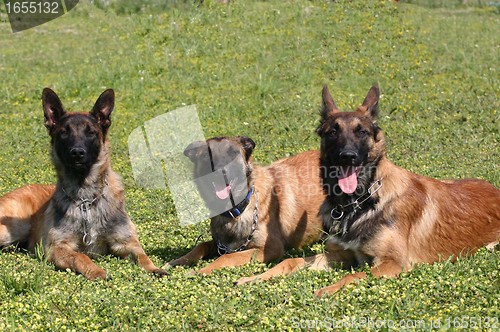 Image of young malinois