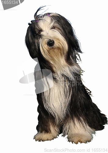 Image of bearded collie
