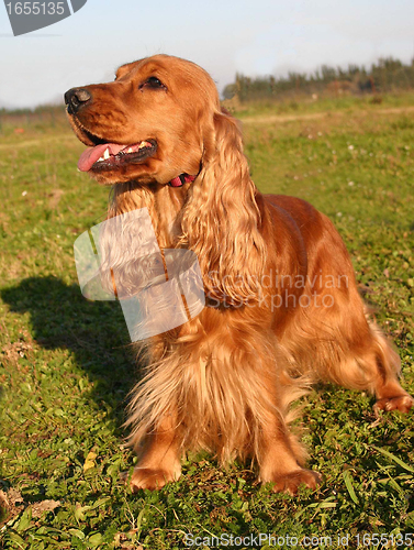 Image of cocker spaniel