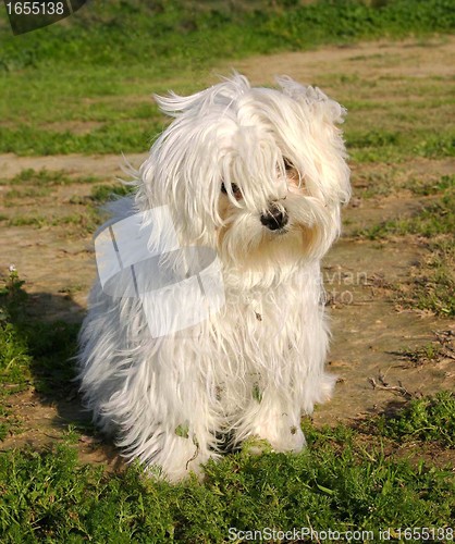 Image of maltese dog