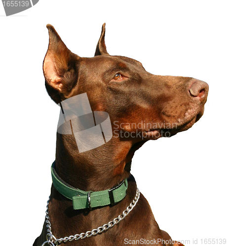 Image of doberman