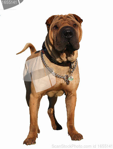 Image of Shar Pei