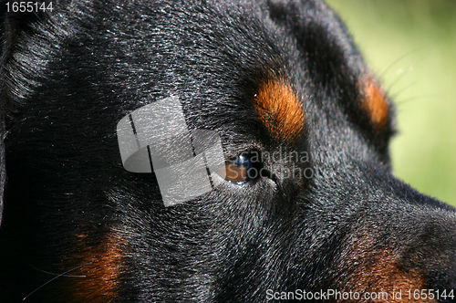 Image of eyes of rottweiler