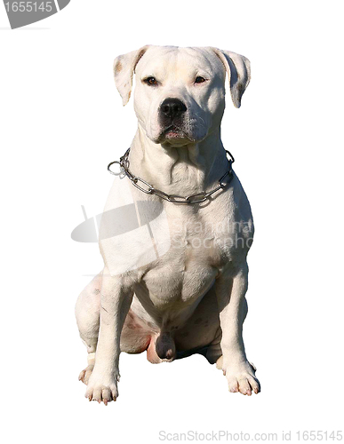 Image of american staffordhire terrier