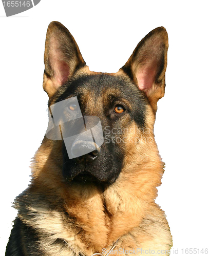 Image of german shepherd