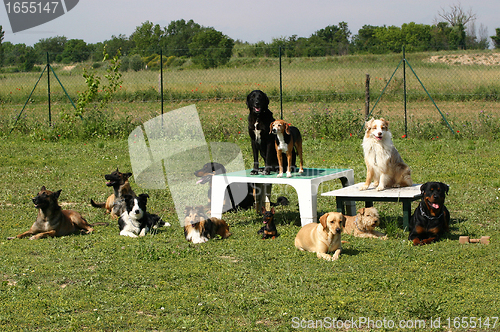 Image of group of dogs