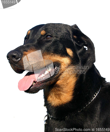 Image of french shepherd