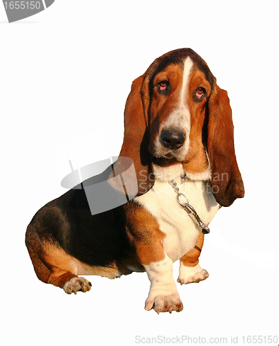 Image of basset hound