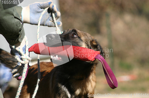 Image of working malinois