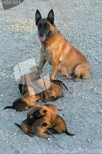 Image of puppies malinois and mother