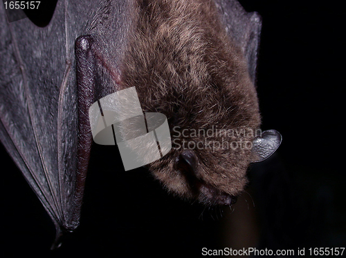 Image of Long-fingered Bat