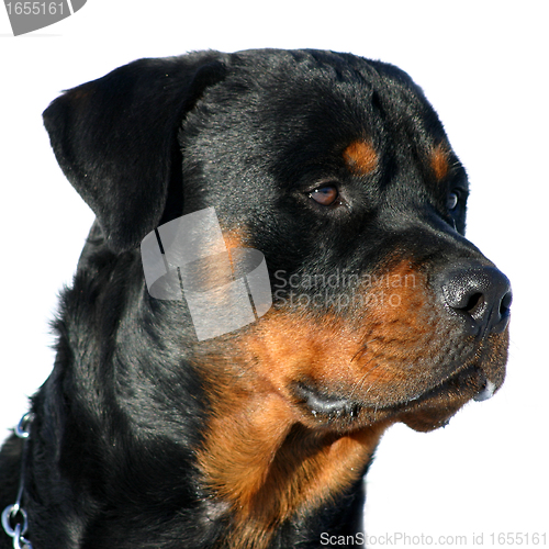 Image of rottweiler