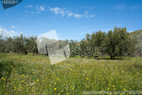 Image of Olive tree field in Andalusia