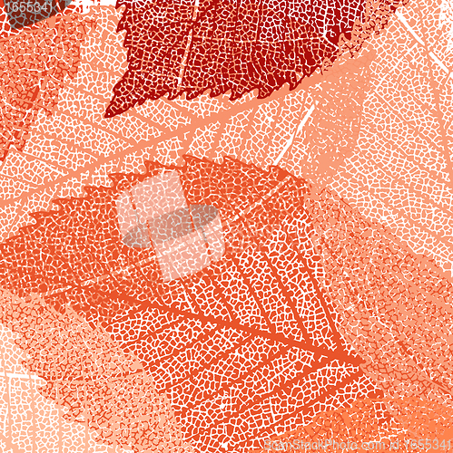Image of Dry autumn leaves template. EPS 8