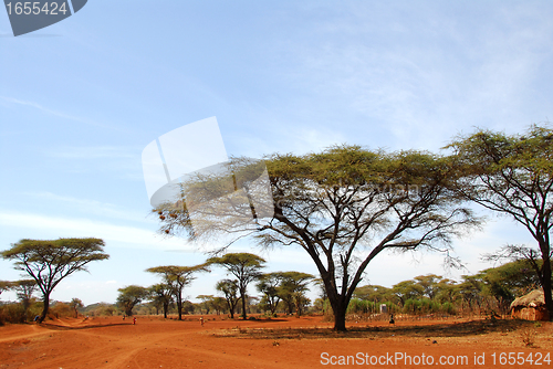 Image of African savannah