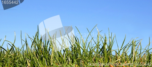 Image of Meadow and sky