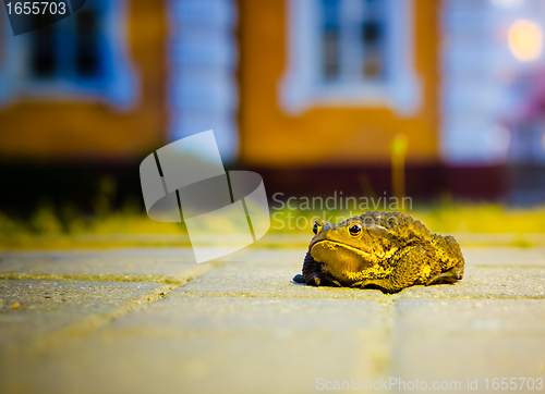 Image of A close up of the toad 