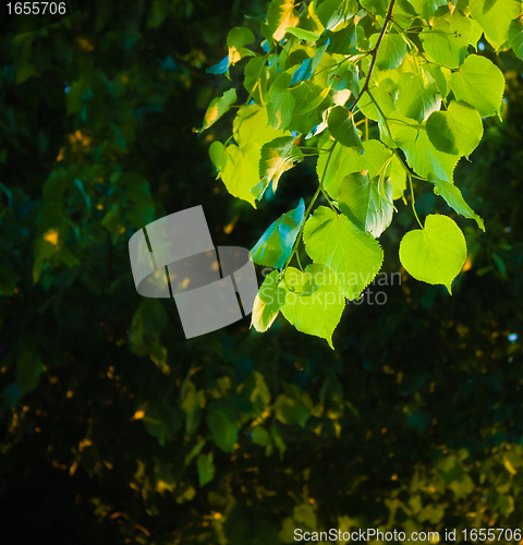 Image of Close up of green leaves