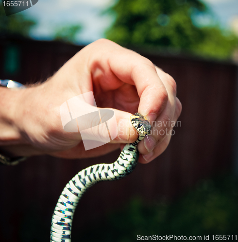 Image of Holding a Grass Snake