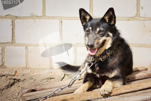 Image of Young german shepherd