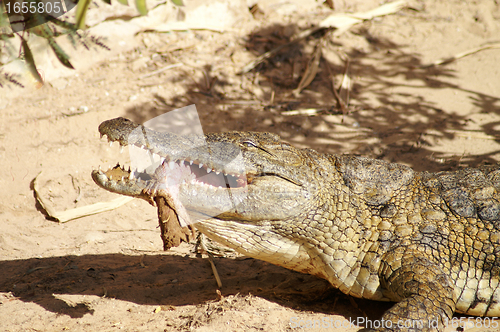 Image of Crocodile eating