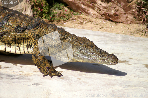 Image of crocodile