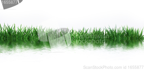 Image of Green meadow by the water