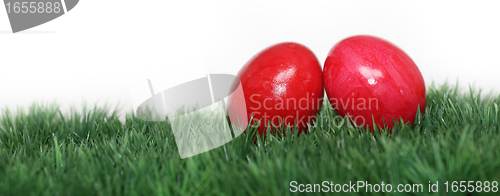 Image of Red eggs hidden in the grass