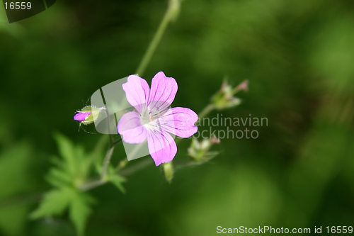 Image of wild flower