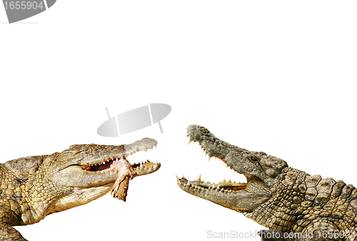 Image of Alligators fight for food