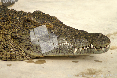 Image of alligator face