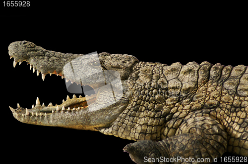 Image of Alligator shows his teeth