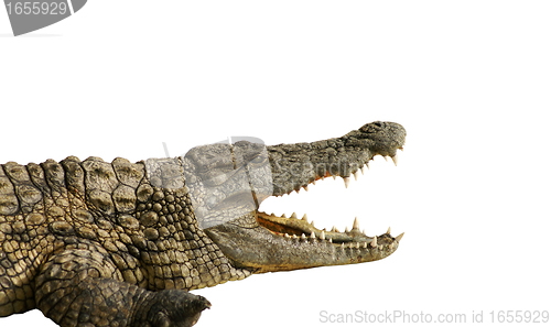 Image of dangerous alligator