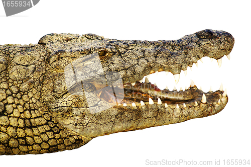 Image of Crocodile shows its teeth