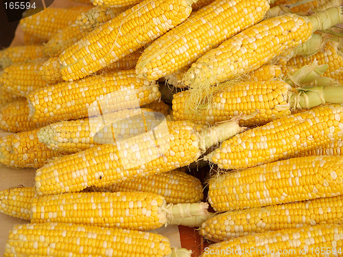 Image of Corn For Everyone!!!