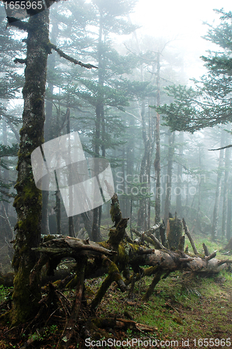 Image of Virgin forest in a foggy morning