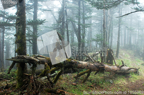 Image of Virgin forest in a foggy morning