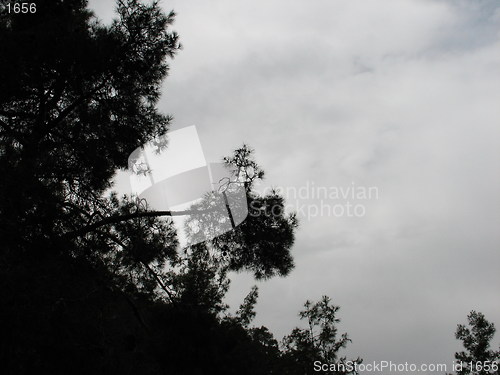 Image of Tree clouds. Cyprus