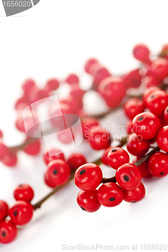 Image of Red Christmas berries