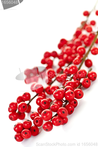 Image of Red Christmas berries