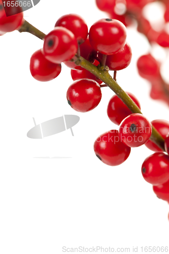 Image of Red Christmas berries