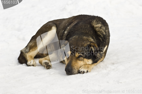 Image of Dog sleeping on snow