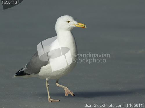 Image of Seagull walking on the ice