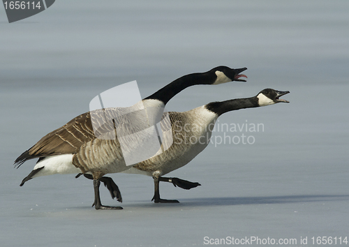 Image of Canadian goose walking on the ice