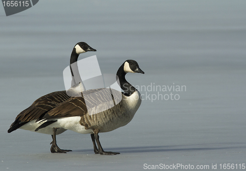 Image of Canadian goose walking on the ice